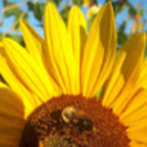 Meet your Posher, Hanna